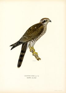 Euraasian Sparrowhawk (väri litho) tekijältä Magnus Ferdinand and Wilhelm von Wright