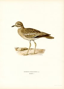 Euraasian kivikihara (väri litho) tekijältä Magnus Ferdinand and Wilhelm von Wright