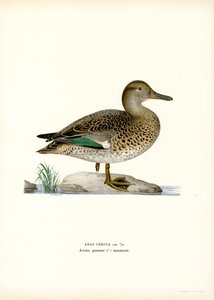 Euraasian taal (väri litho) tekijältä Magnus Ferdinand and Wilhelm von Wright