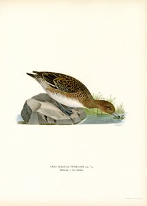 Euraasian Wigeon (väri litho) tekijältä Magnus Ferdinand and Wilhelm von Wright