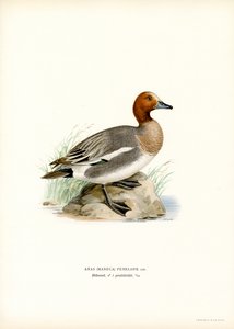 Euraasian Wigeon (väri litho) tekijältä Magnus Ferdinand and Wilhelm von Wright