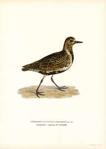 European Golden Plover (väri litho) tekijältä Magnus Ferdinand and Wilhelm von Wright
