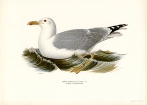 Silakkalokki (väri litho) tekijältä Magnus Ferdinand and Wilhelm von Wright