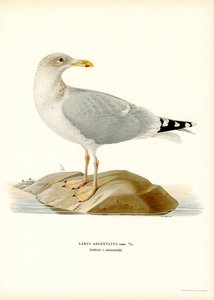 Silakkalokki (väri litho) tekijältä Magnus Ferdinand and Wilhelm von Wright