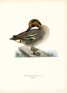 European Taal (väri litho) tekijältä Magnus Ferdinand and Wilhelm von Wright