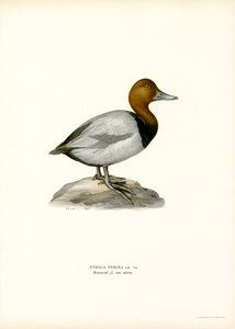 Eurooppalainen pochard (väri litho) tekijältä Magnus Ferdinand and Wilhelm von Wright