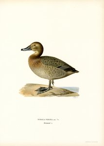 Eurooppalainen pochard (väri litho) tekijältä Magnus Ferdinand and Wilhelm von Wright