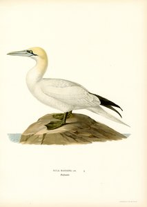 Paratiisi (Black Litho) tekijältä Magnus Ferdinand and Wilhelm von Wright