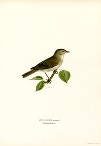 Garden Warbler (väri litho) tekijältä Magnus Ferdinand and Wilhelm von Wright