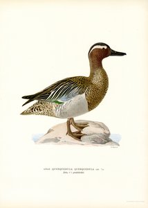 Garganey (väri litho) tekijältä Magnus Ferdinand and Wilhelm von Wright