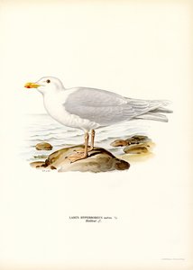 Glaucous Gull (väri litho) tekijältä Magnus Ferdinand and Wilhelm von Wright
