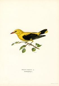 Kultainen orioli (väri litho) tekijältä Magnus Ferdinand and Wilhelm von Wright