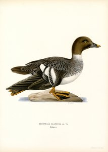 Goldeneye Duck (väri litho) tekijältä Magnus Ferdinand and Wilhelm von Wright