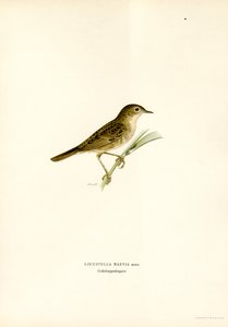 Llagosta Warbler (color lito) finlandès tekijältä Magnus Ferdinand and Wilhelm von Wright