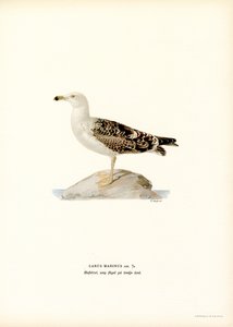 Isoselkälokki (väri lito) tekijältä Magnus Ferdinand and Wilhelm von Wright