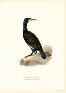 Merimetso (väri litho)