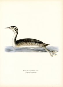 Harikurkku (väri litho) tekijältä Magnus Ferdinand and Wilhelm von Wright