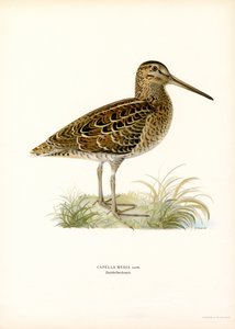 Great Snipe (väri litho) tekijältä Magnus Ferdinand and Wilhelm von Wright