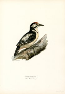 Isotikka (väri litho) tekijältä Magnus Ferdinand and Wilhelm von Wright