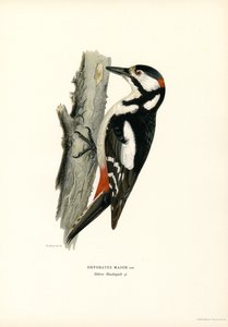 Isotikka (väri litho) tekijältä Magnus Ferdinand and Wilhelm von Wright