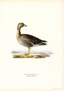 Iso-valkorintahanhi (väri litho) tekijältä Magnus Ferdinand and Wilhelm von Wright