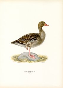 Harmaa hanhi (väri litho) tekijältä Magnus Ferdinand and Wilhelm von Wright