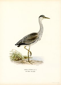 Harmaahaikara (väri litho) tekijältä Magnus Ferdinand and Wilhelm von Wright
