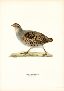 Harmaa Partridge (väri litho) tekijältä Magnus Ferdinand and Wilhelm von Wright