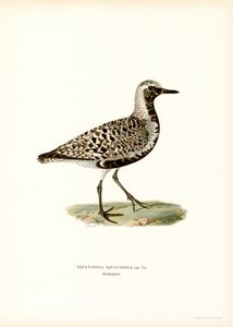 Grey Plover (väri litho) tekijältä Magnus Ferdinand and Wilhelm von Wright