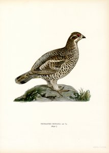 Hazel Grouse (väri litho)