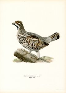 Hazel Grouse (väri litho) tekijältä Magnus Ferdinand and Wilhelm von Wright