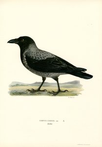 Hupuvaris (väri litho) tekijältä Magnus Ferdinand and Wilhelm von Wright