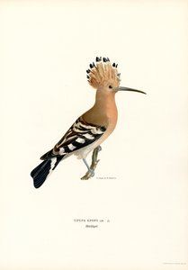 Hoopoe (väri litho)