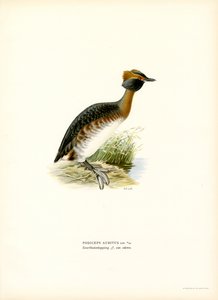 Sarvikurkku (väri litho) tekijältä Magnus Ferdinand and Wilhelm von Wright