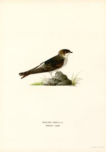 House Martin (väri litho) tekijältä Magnus Ferdinand and Wilhelm von Wright