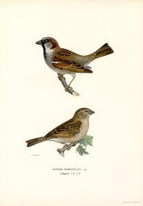 House Sparrow (väri litho) tekijältä Magnus Ferdinand and Wilhelm von Wright