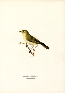 Icterine Warbler (väri litho) tekijältä Magnus Ferdinand and Wilhelm von Wright