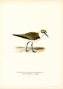 Kentish Plover (väri litho) tekijältä Magnus Ferdinand and Wilhelm von Wright