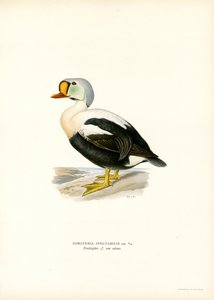 King Duck (väri litho) tekijältä Magnus Ferdinand and Wilhelm von Wright