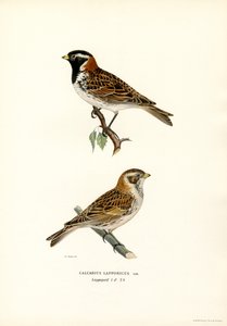 Lapinsirkku (värinen litosirkku) tekijältä Magnus Ferdinand and Wilhelm von Wright