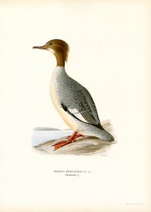Large Merganser (väri litho) tekijältä Magnus Ferdinand and Wilhelm von Wright
