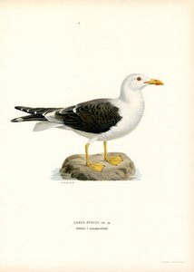 Pieni mustaselkälokki (väri litho) tekijältä Magnus Ferdinand and Wilhelm von Wright