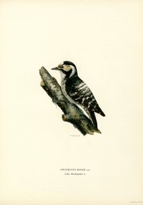 Pikkutikka (väri litho) tekijältä Magnus Ferdinand and Wilhelm von Wright