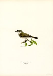 Lesser Whitethroat (väri litho) tekijältä Magnus Ferdinand and Wilhelm von Wright