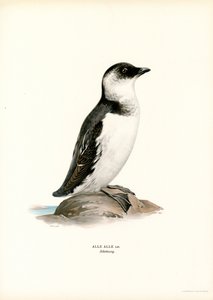 Pikku Auk (väri litho) tekijältä Magnus Ferdinand and Wilhelm von Wright