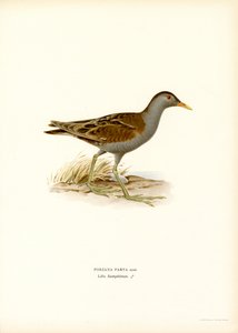 Little Crake (väri litho) tekijältä Magnus Ferdinand and Wilhelm von Wright