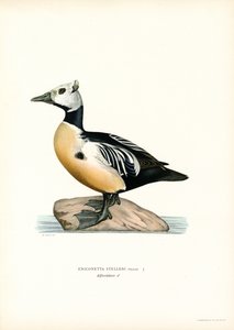 Little Haah (väri litho) tekijältä Magnus Ferdinand and Wilhelm von Wright