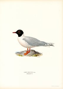 Pikkulokki (väri litho) tekijältä Magnus Ferdinand and Wilhelm von Wright