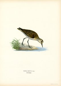 Little Stint (väri litho) tekijältä Magnus Ferdinand and Wilhelm von Wright