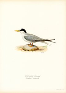 Pikkutiira (väri litho) tekijältä Magnus Ferdinand and Wilhelm von Wright